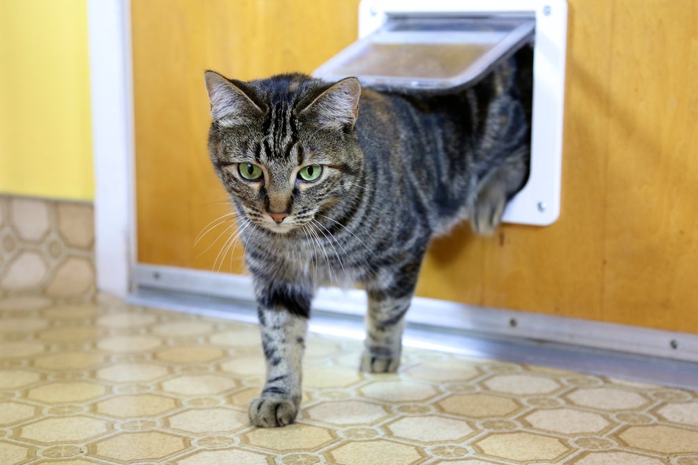 O gato pode dar voltinhas com que frequência? Entenda perigos do comportamento