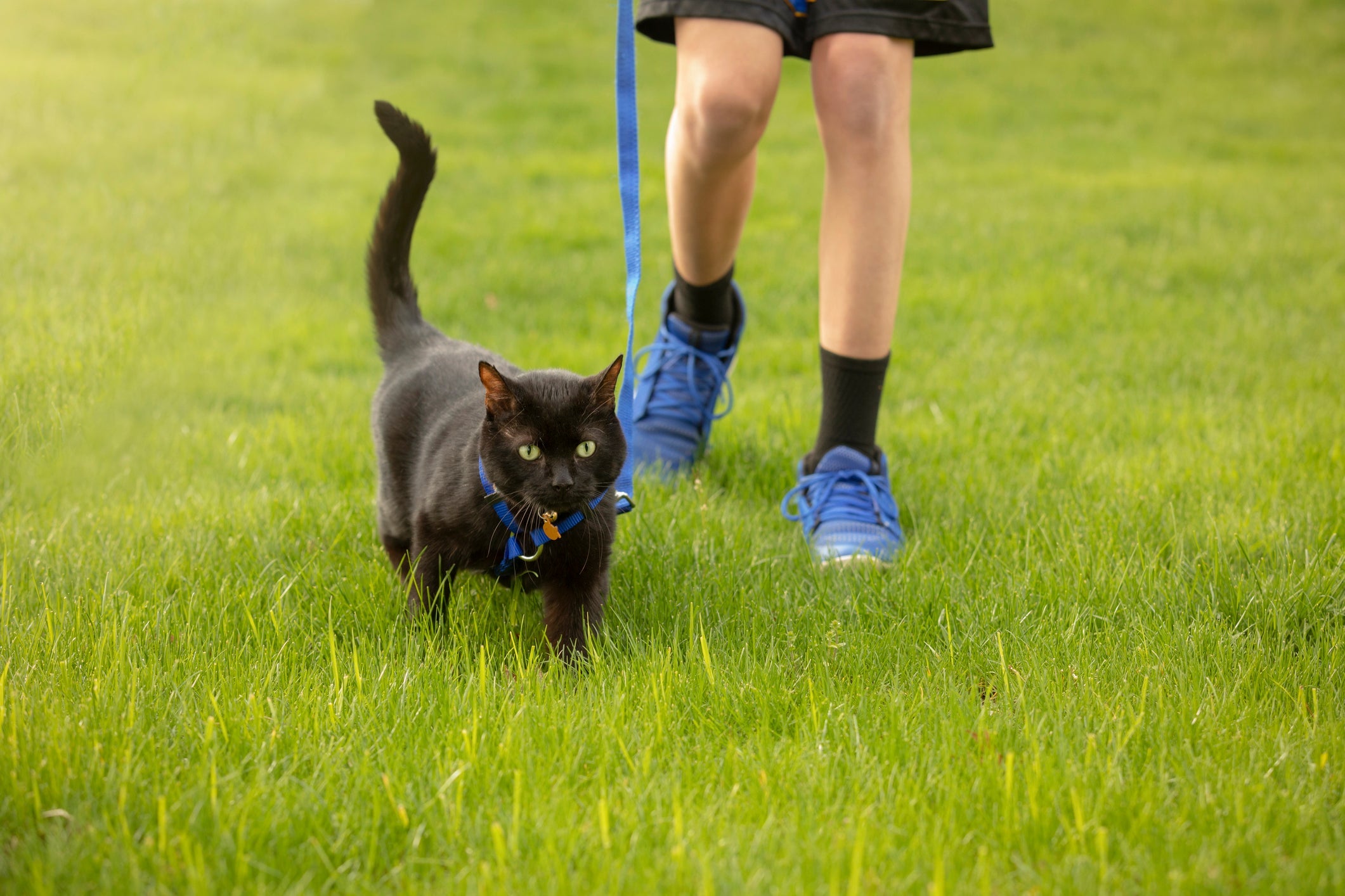 Passear com gato é uma atividade que exige certos cuidados