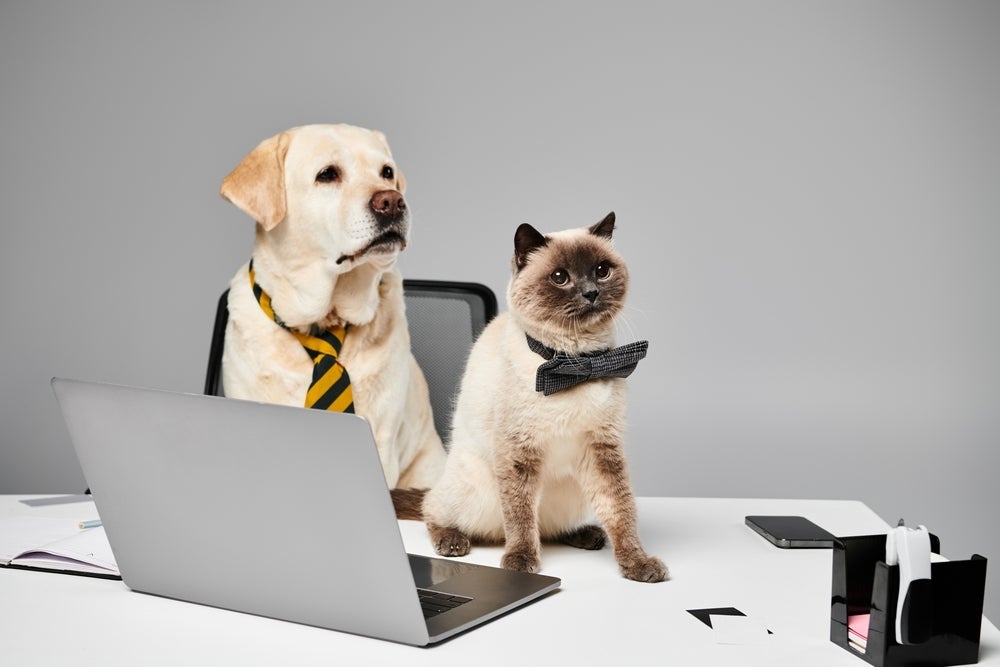 O pet day traz mais diversão e produtividade para o ambiente de trabalho. Saiba como!