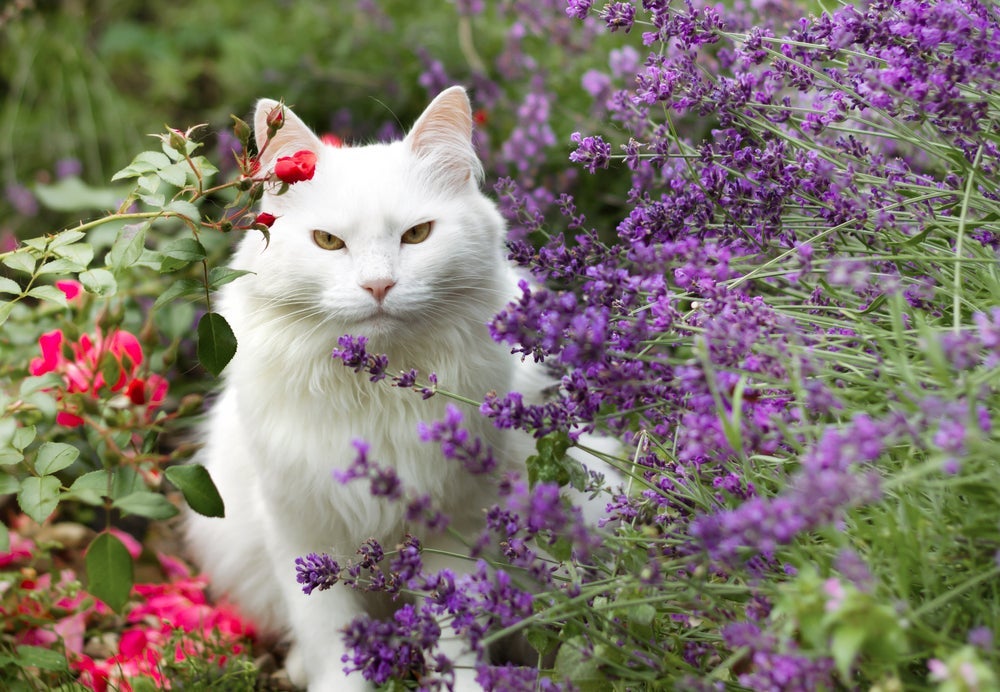 Confira quais plantas são consideras pet-friendly