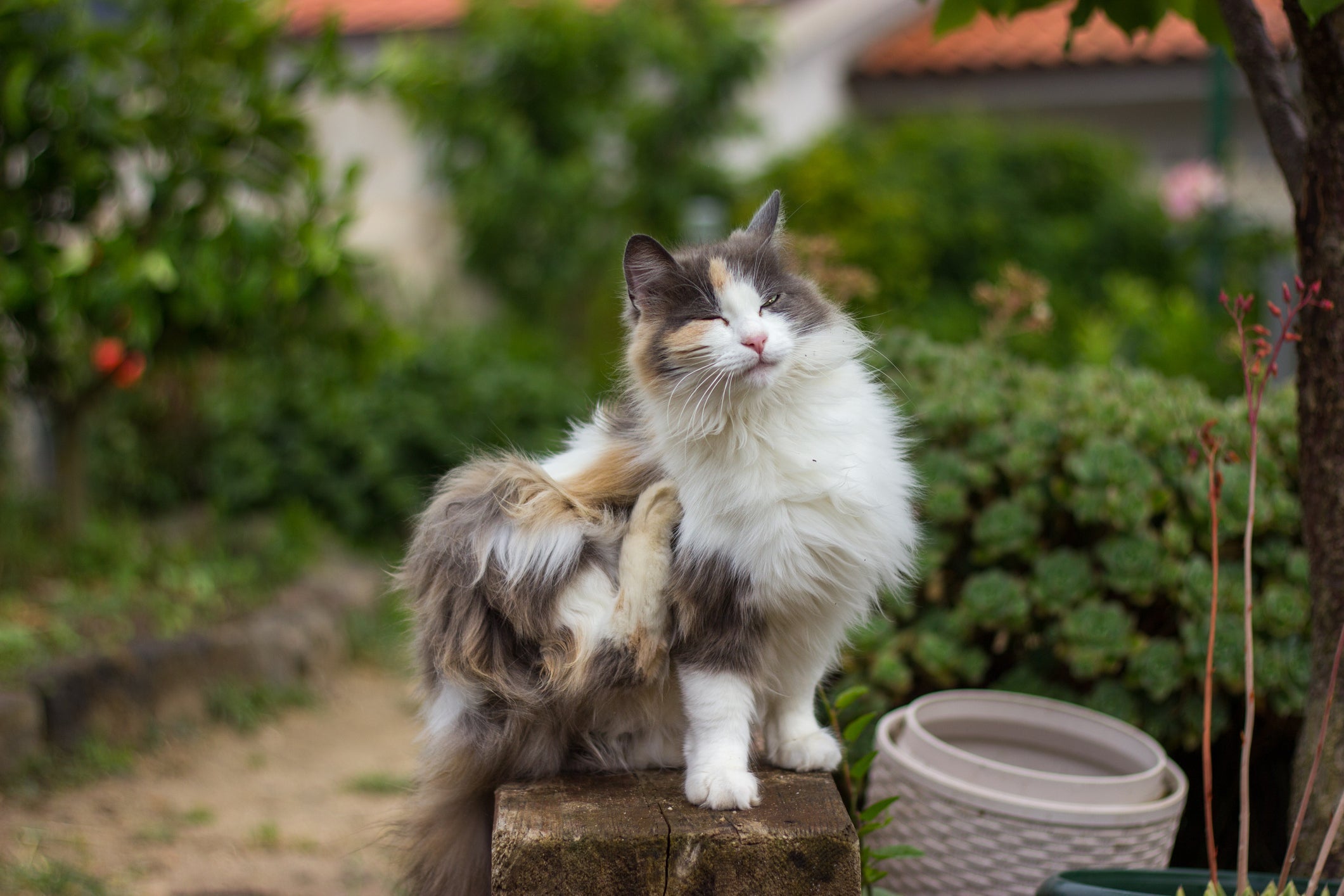 As pulgas em gatos são um grande incômodo para a vida do bichano