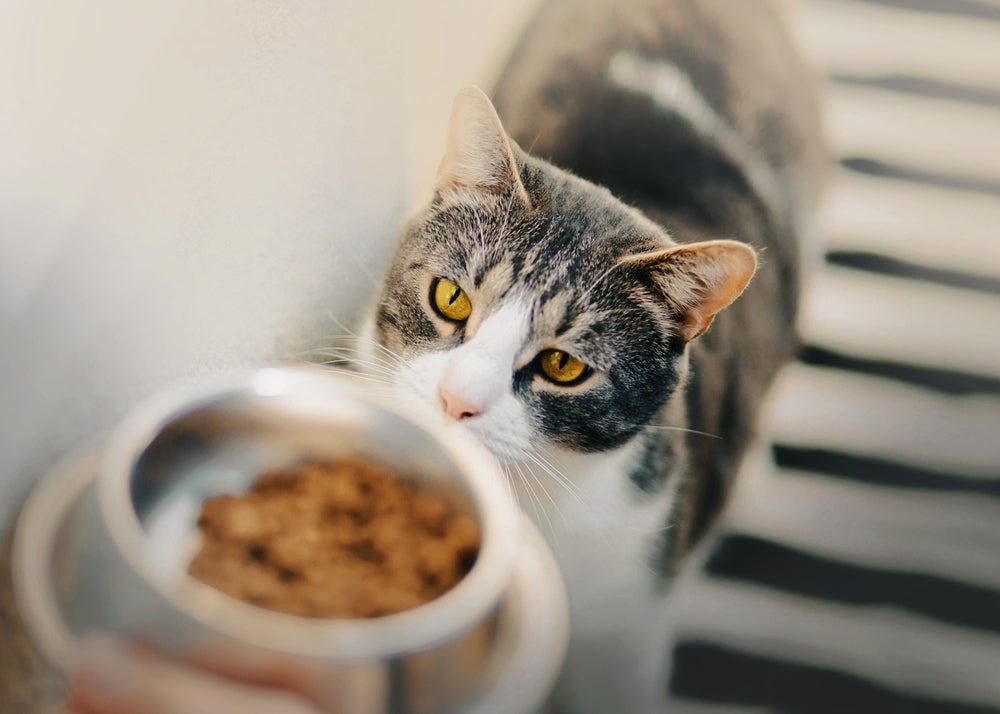 A ração para gato idoso é formulada especialmente para os bichanos na terceira idade