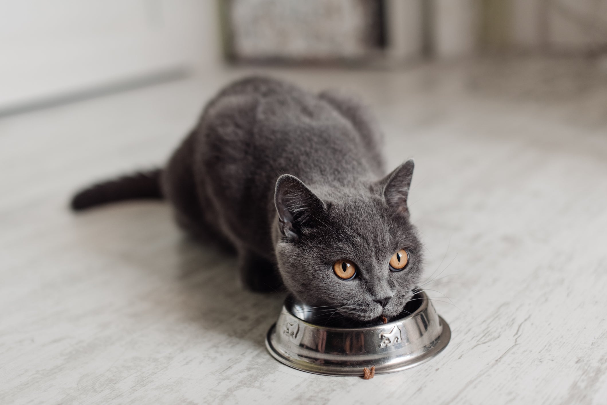 Os humanos tem um péssimo hábito que contribui para a obesidade felina