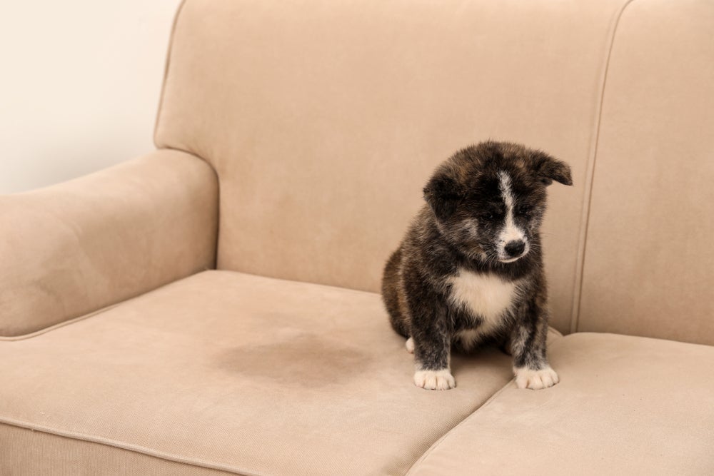 Veja dicas de como tirar xixi de cachorro do sofá sem produtos de limpeza