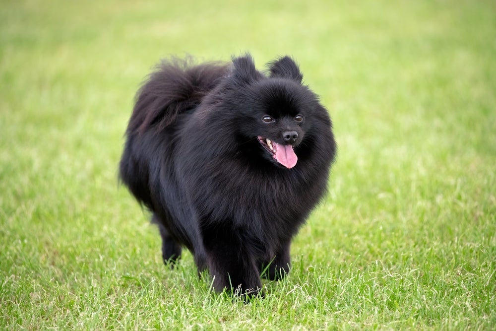 O Spitz Alemão preto é cheio de curiosidades interessantes