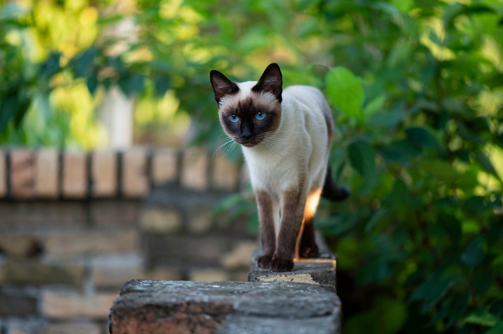 Estudo mapeou quais são as raças de gato que vivem mais tempo