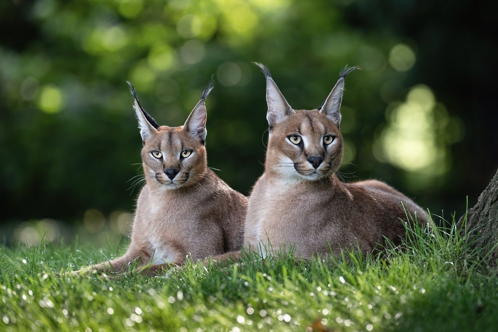 Algumas raças de gatos domésticos carregam traços selvagens