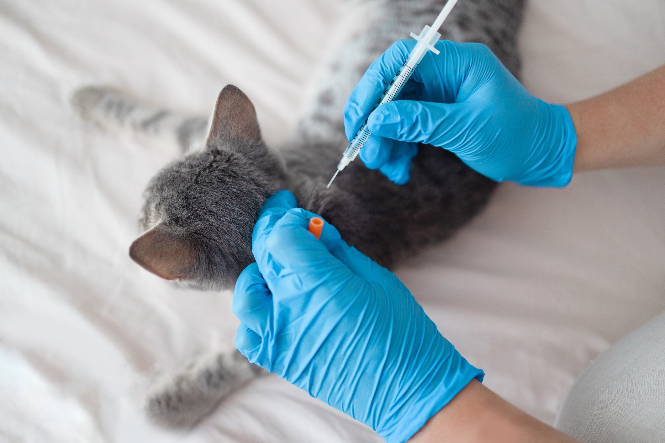 As vacinas para gatos são fundamentais para manter a saúde do bichano 