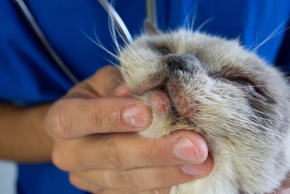 A acne felina é um problema que pode ser evitado com alguns cuidados 