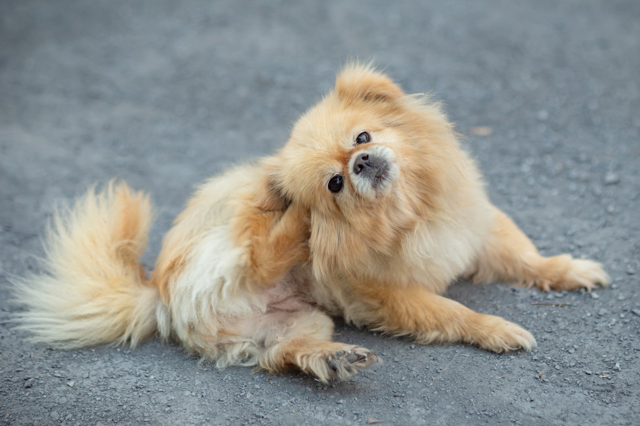 A alergia em cachorro pode ser causada por várias coisas
