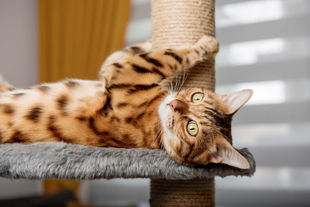 O arranhador para gatos é um acessório indispensável na rotina do pet