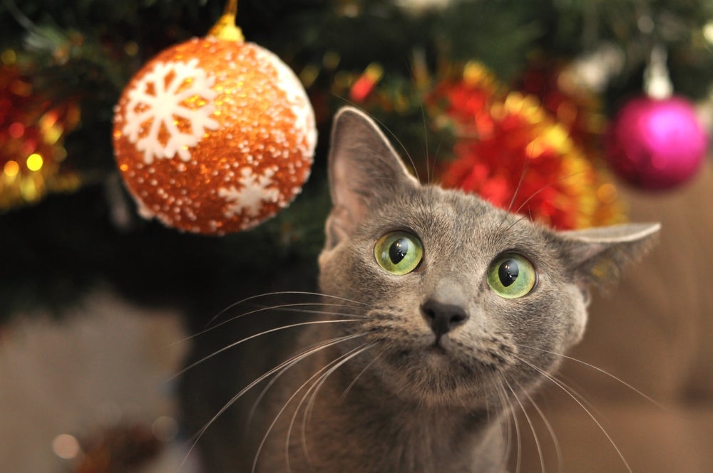 Montar uma árvore de Natal para gatos é algo que exige certos cuidados