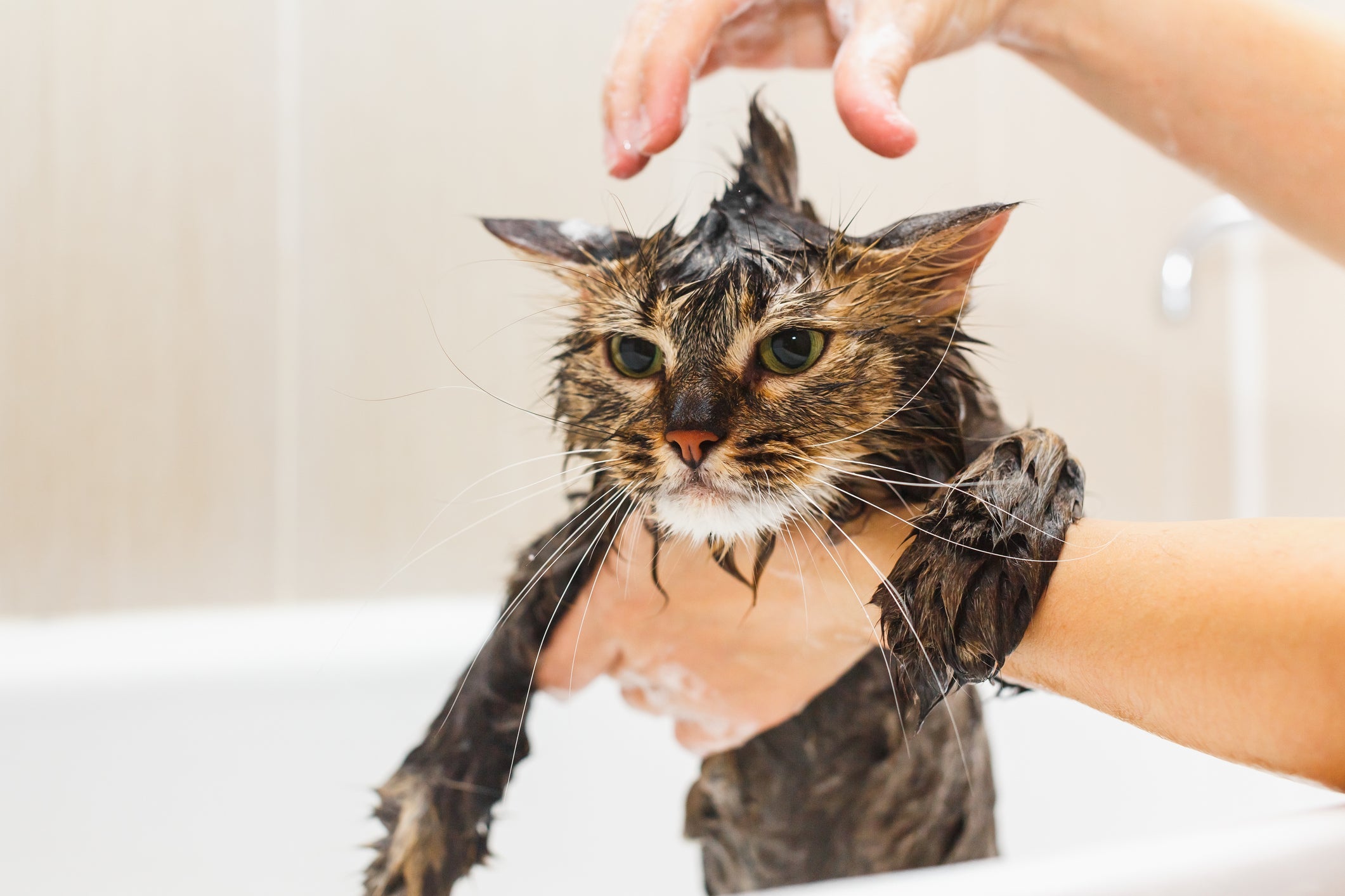 Só pode dar banho em gato em situações específicas