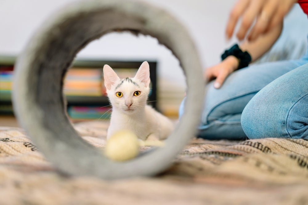 O túnel é um dos melhores brinquedos para gatos