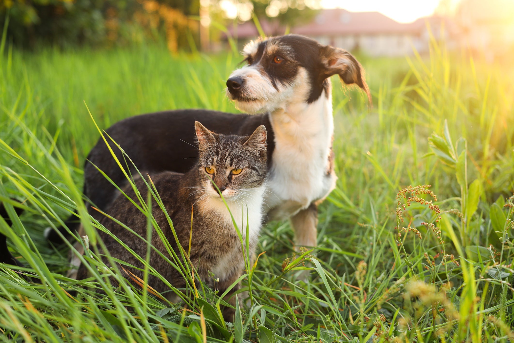 É importante refrescar o gato e cachorro com calor durante o verão