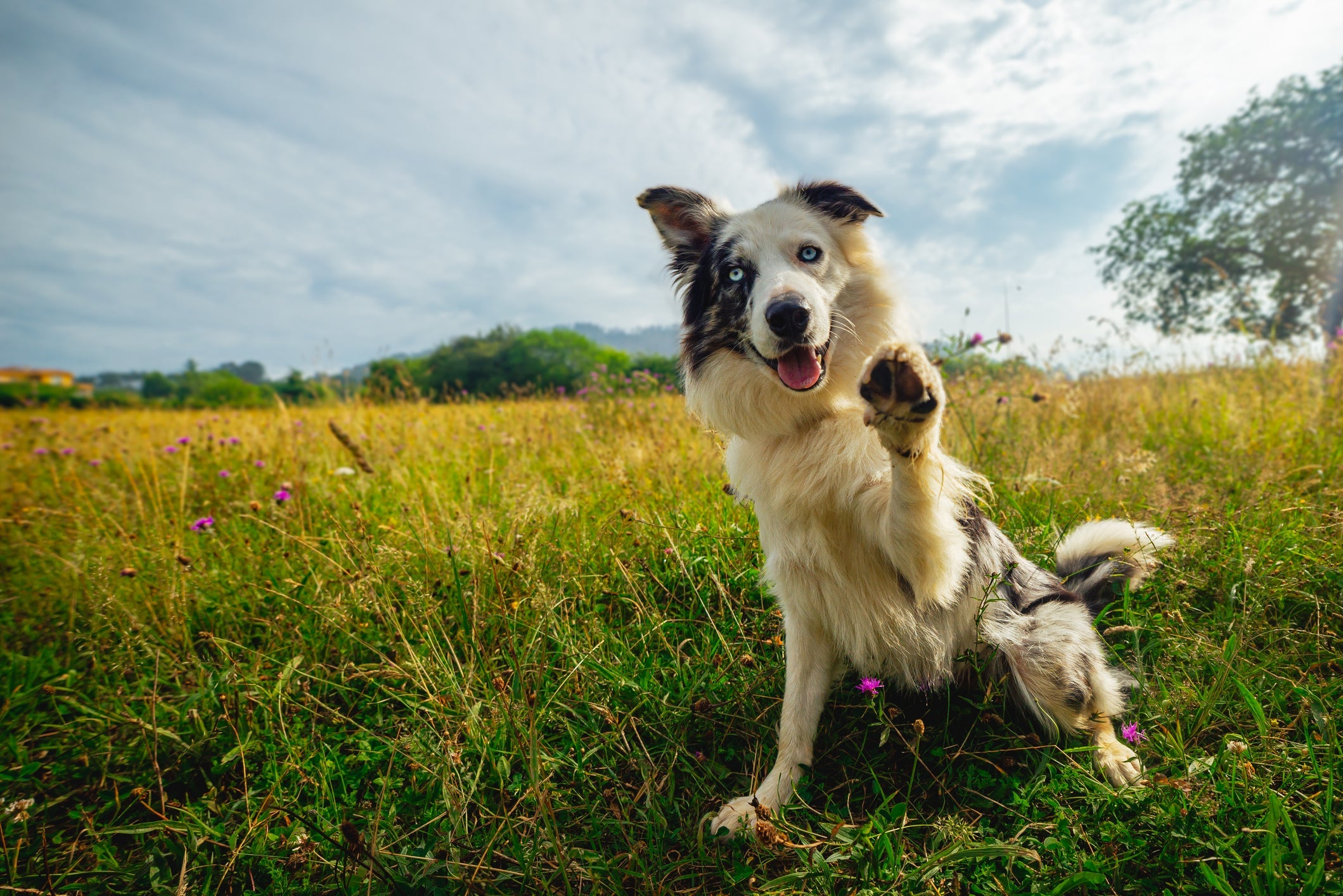 Os cachorros são capazes de ajudar a sociedade com suas habilidades únicas 