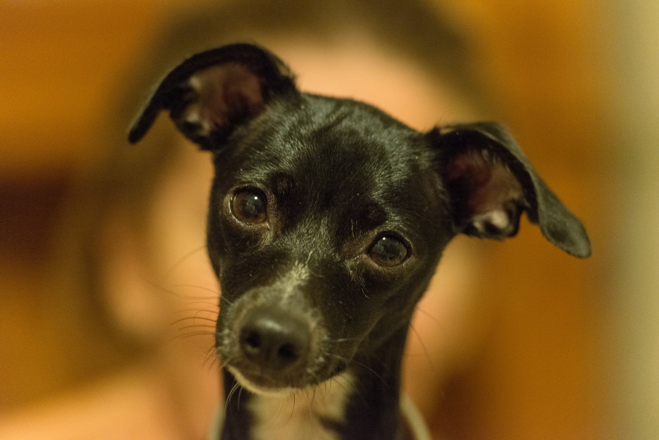 Os cães são animais inteligentes e observadores 