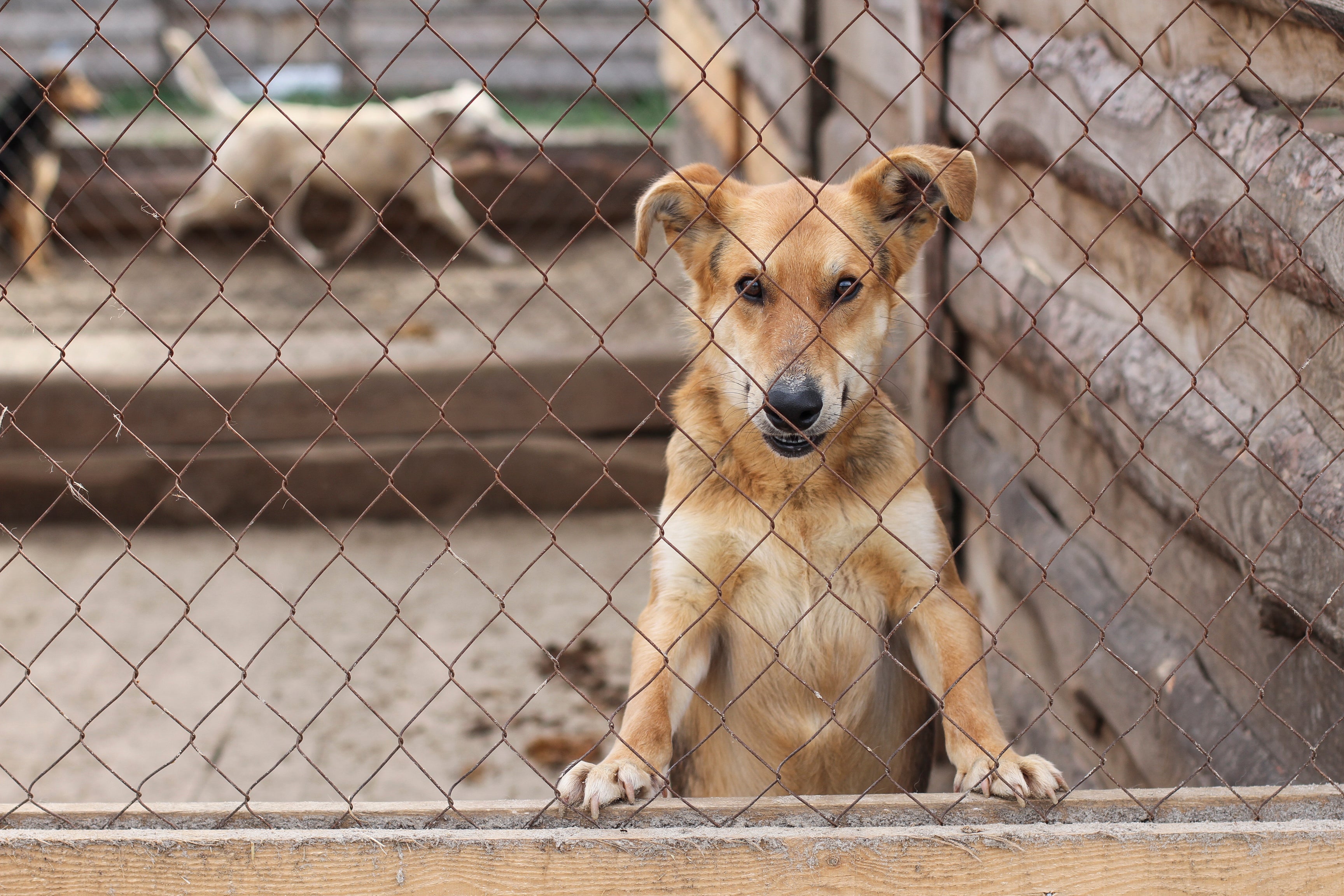 Veja quais são os cachorros mais rejeitados na adoção