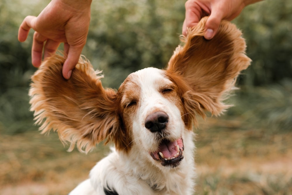 A audição canina é tão potente que existem alguns sons que só os doguinhos escutam, e a gente não