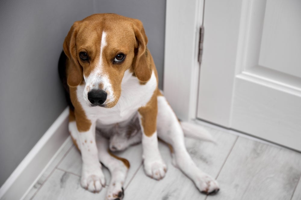 O cachorro com medo sofre com esse sentimento 