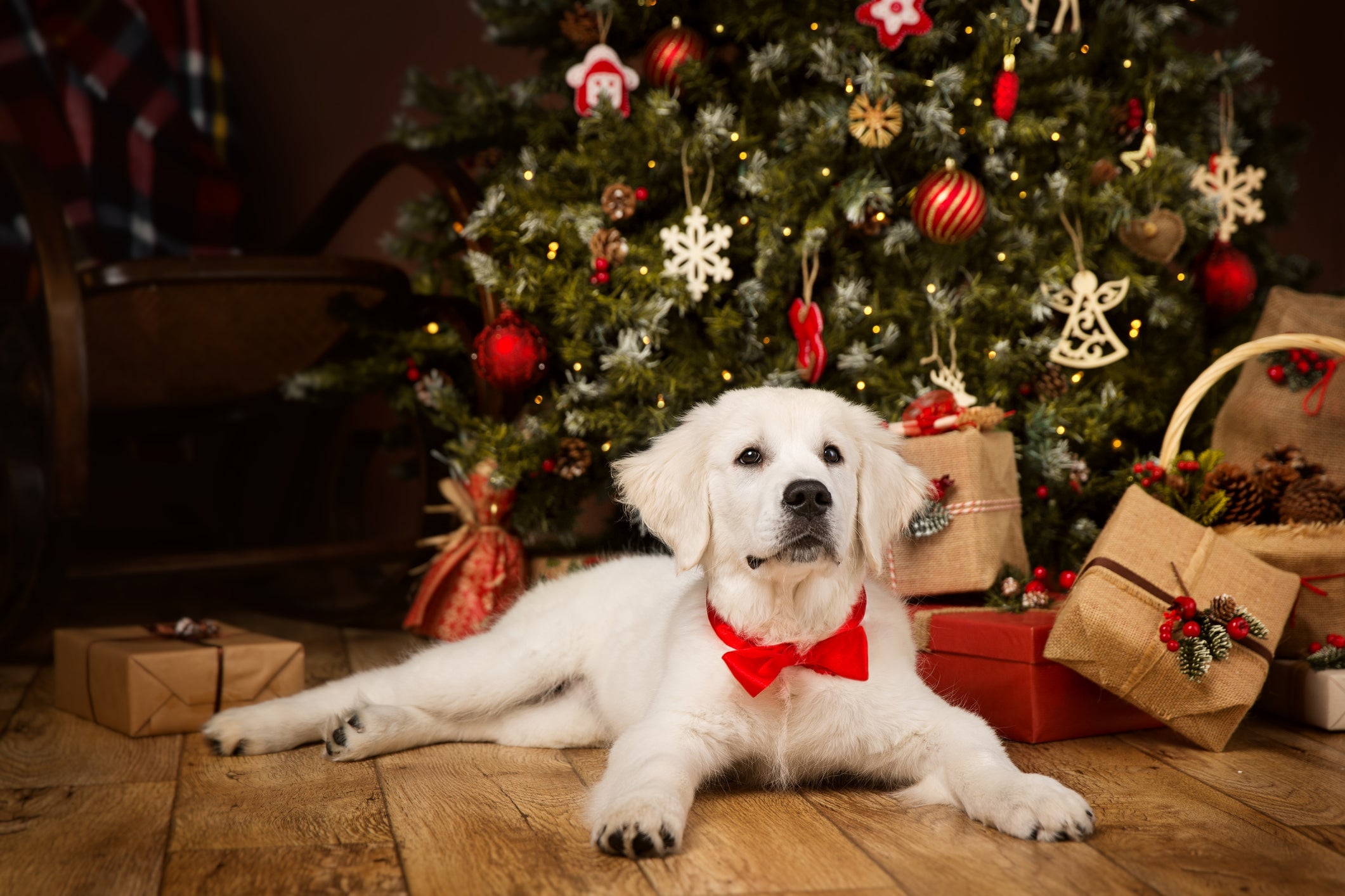 Os enfeites da árvore de Natal podem deixar o cachorro engasgado