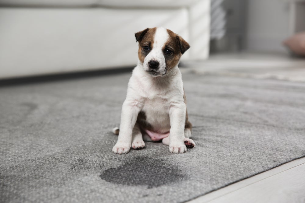 Se encontrar o seu cachorro fazendo xixi no lugar errado, é bom entender o motivo disso