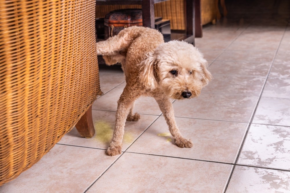 O cachorro fazendo xixi no lugar errado pode acontecer por diferentes razões