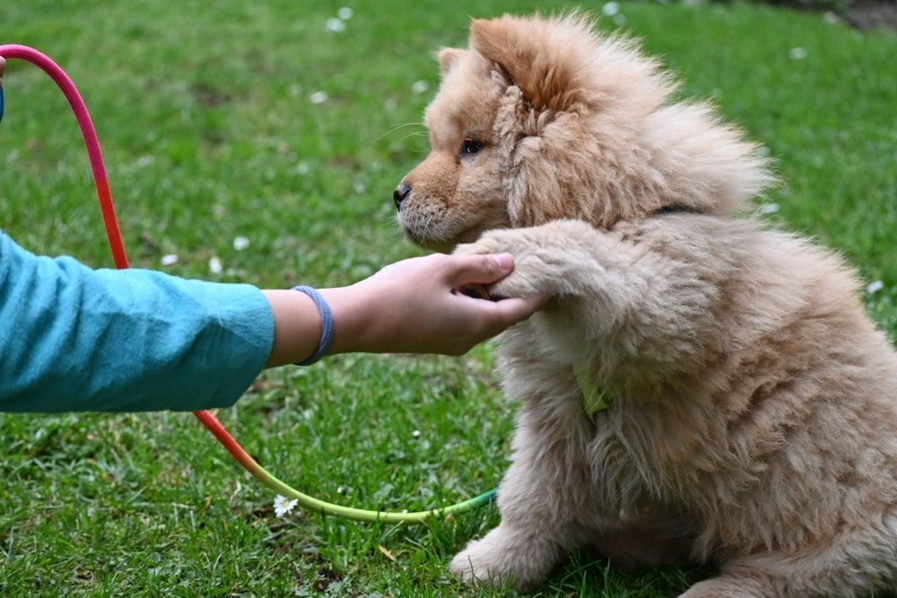 O cachorro filhote é capaz de aprender várias coisas ao longo do primeiro ano de vida