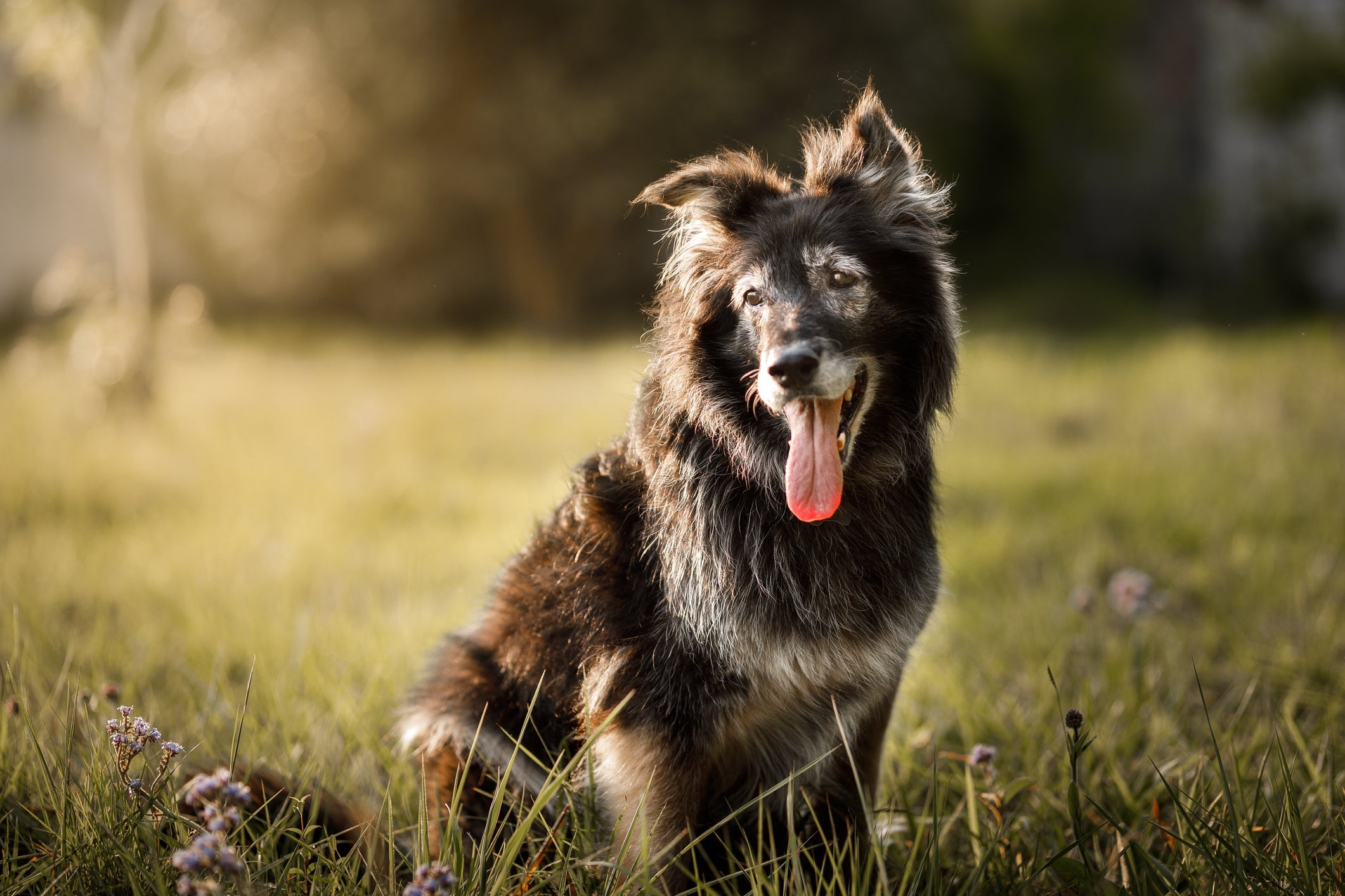 Veja algumas dicas para garantir maior longevidade ao cachorro idoso