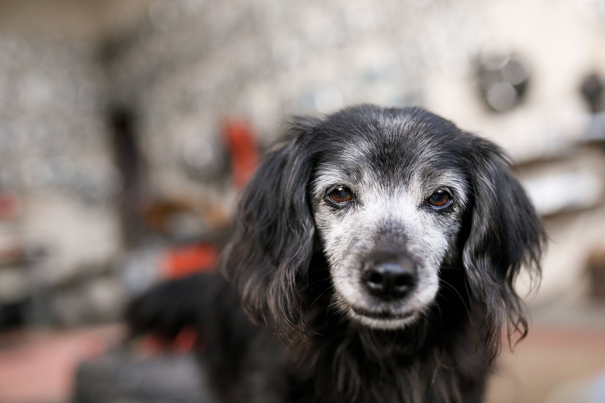 O cachorro idoso precisa de cuidados especiais na velhice