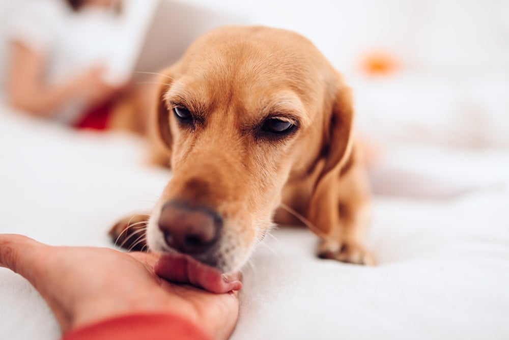 O cachorro lambendo a mão do dono é um comportamento herdado dos ancestrais selvagens dos cães