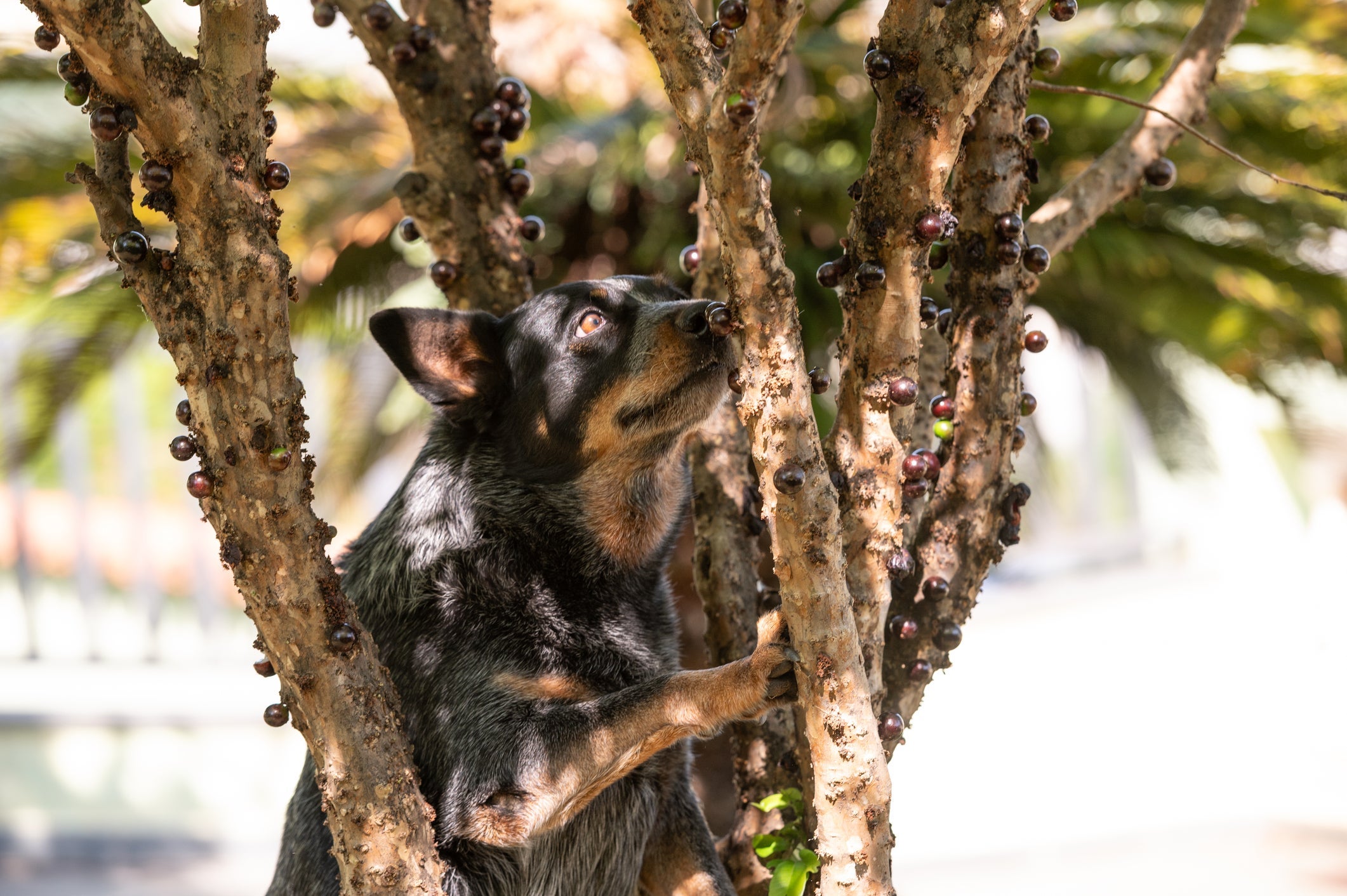 O cachorro pode comer jabuticaba, desde que seja oferecida com moderação