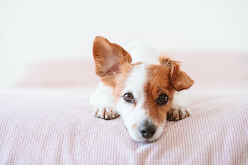 Decifrar a linguagem corporal canina vai melhorar a sua comunicação com seu cachorro