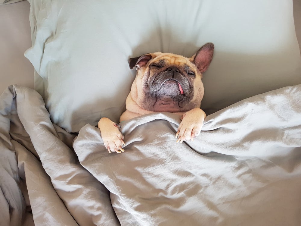 A explicação do cachorro dormindo com a cabeça no travesseiro pode te surpreender