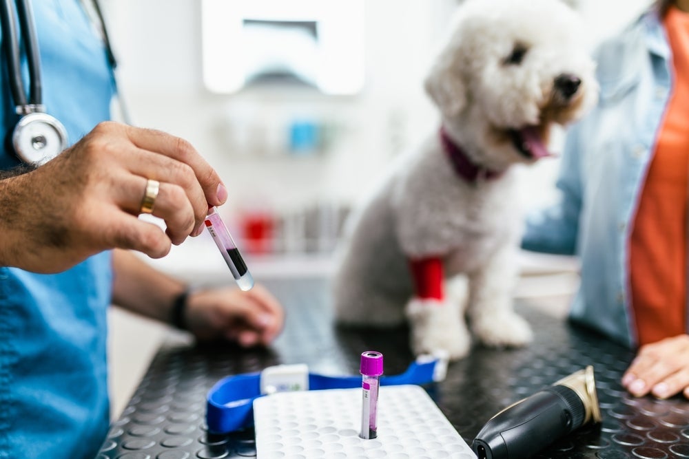 Quando o cachorro doa sangue, pode acabar salvando muitas vidas