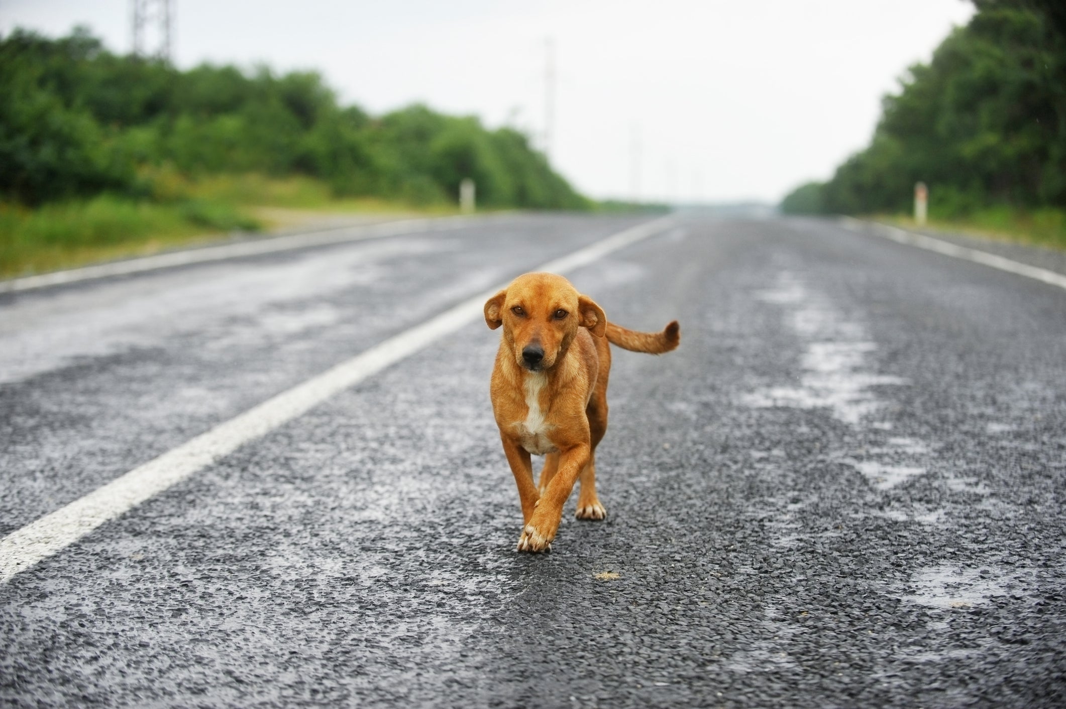 Cachorros perdidos possuem habilidades incríveis de localização 