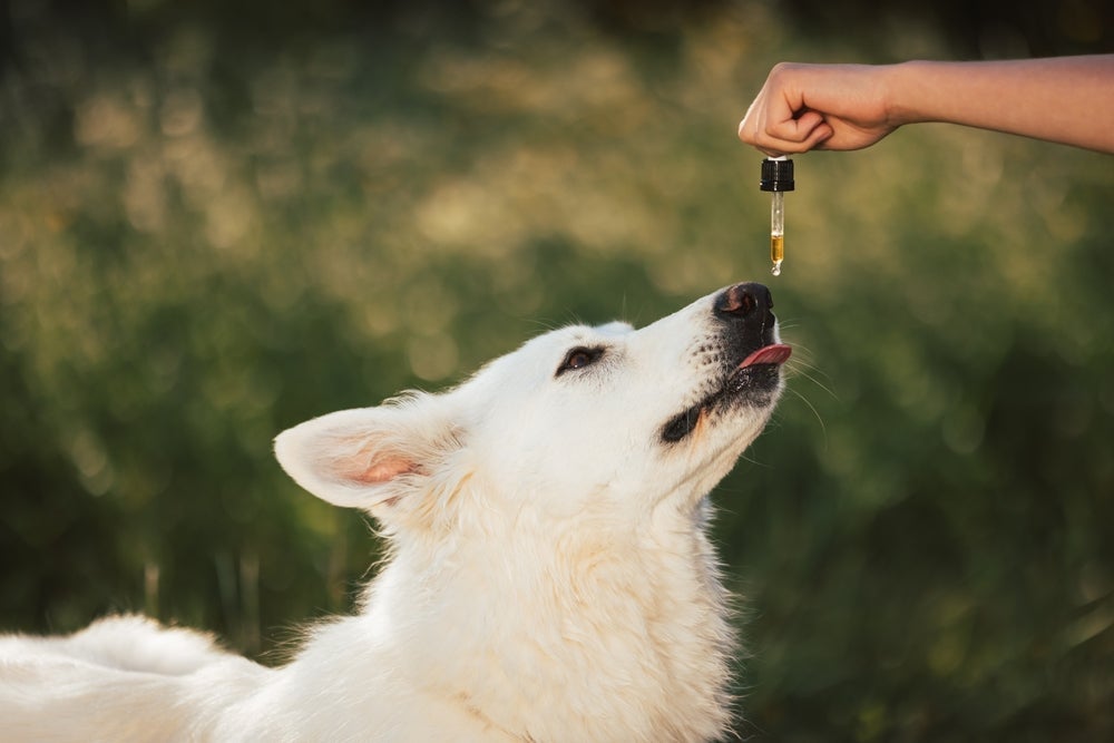 A liberação de cannabis para o tratamento de cães e gatos pode ser útil em muitos casos