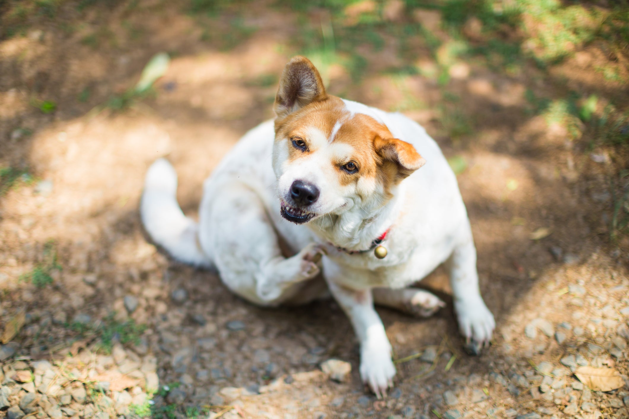 Tirar carrapato em cachorro é importante para a saúde e bem-estar do animal 