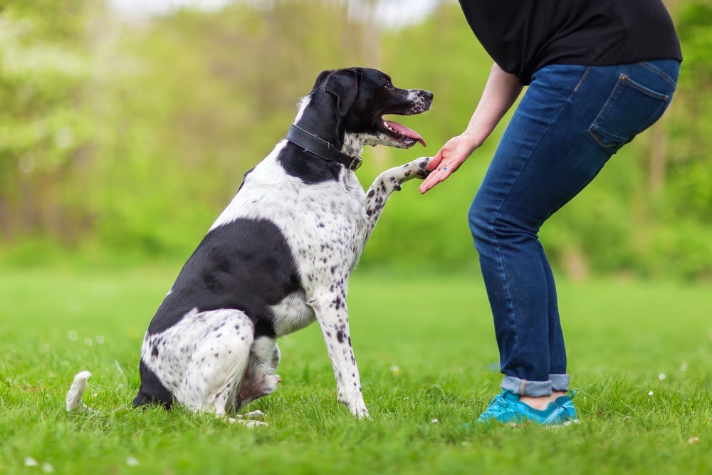 Não é difícil aprender como adestrar um cachorro se você seguir algumas dicas