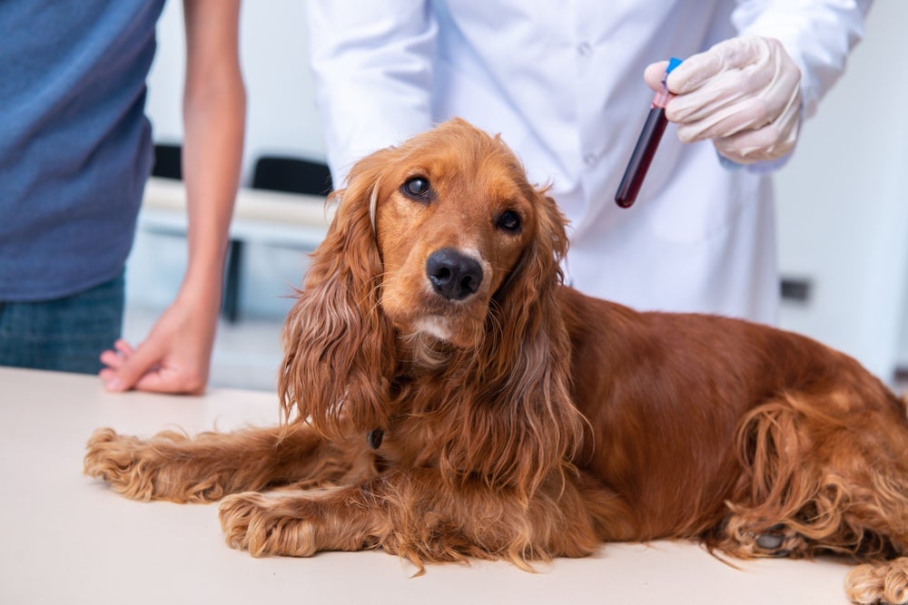 O exame de sangue em cachorro traz várias interpretações sobre a saúde animal