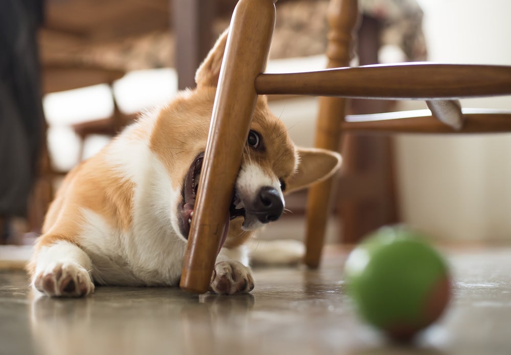 Não aguenta mais seu filhote de cachorro mordendo a mobília? Saiba o que fazer!