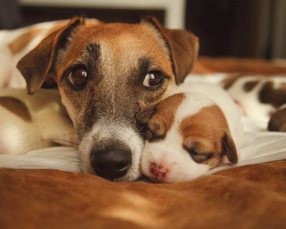 O filhote de cachorro só pode ser separado da ninhada e da mãe depois de dois meses