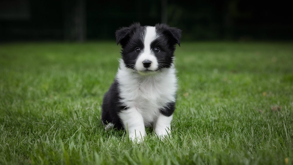 O filhote de cachorro pode demorar a virar adulto, dependendo do porte e da raça