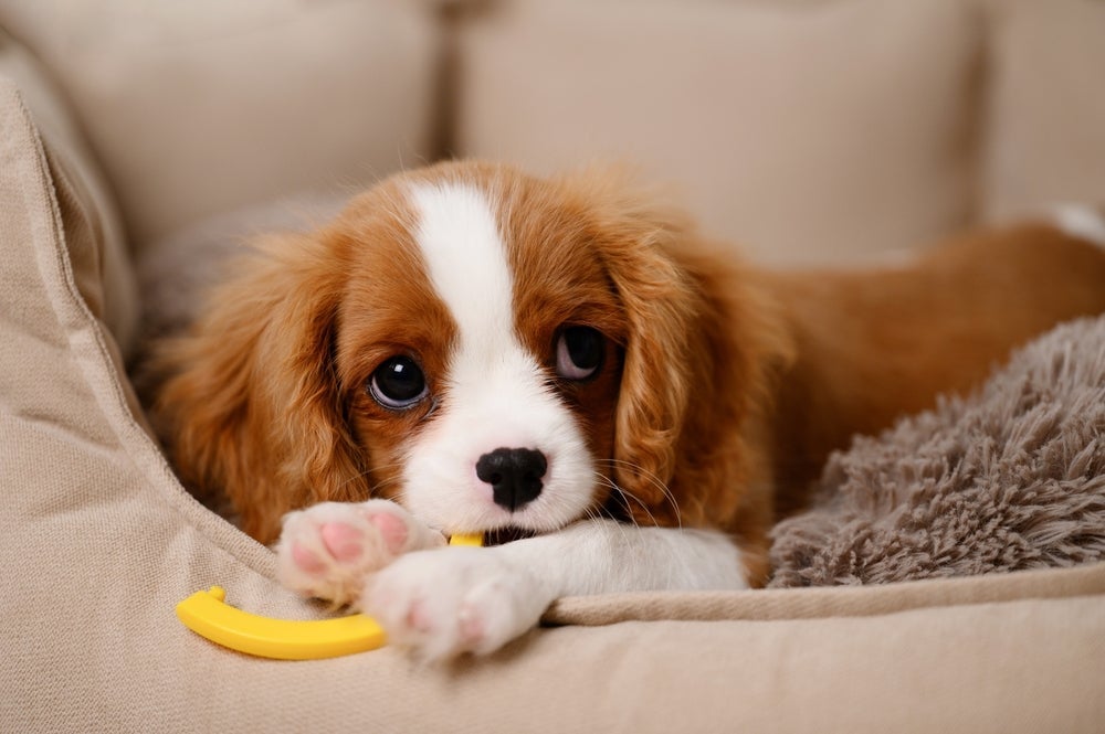 Filhote de cachorro exige uma série de cuidados nessa fase inicial