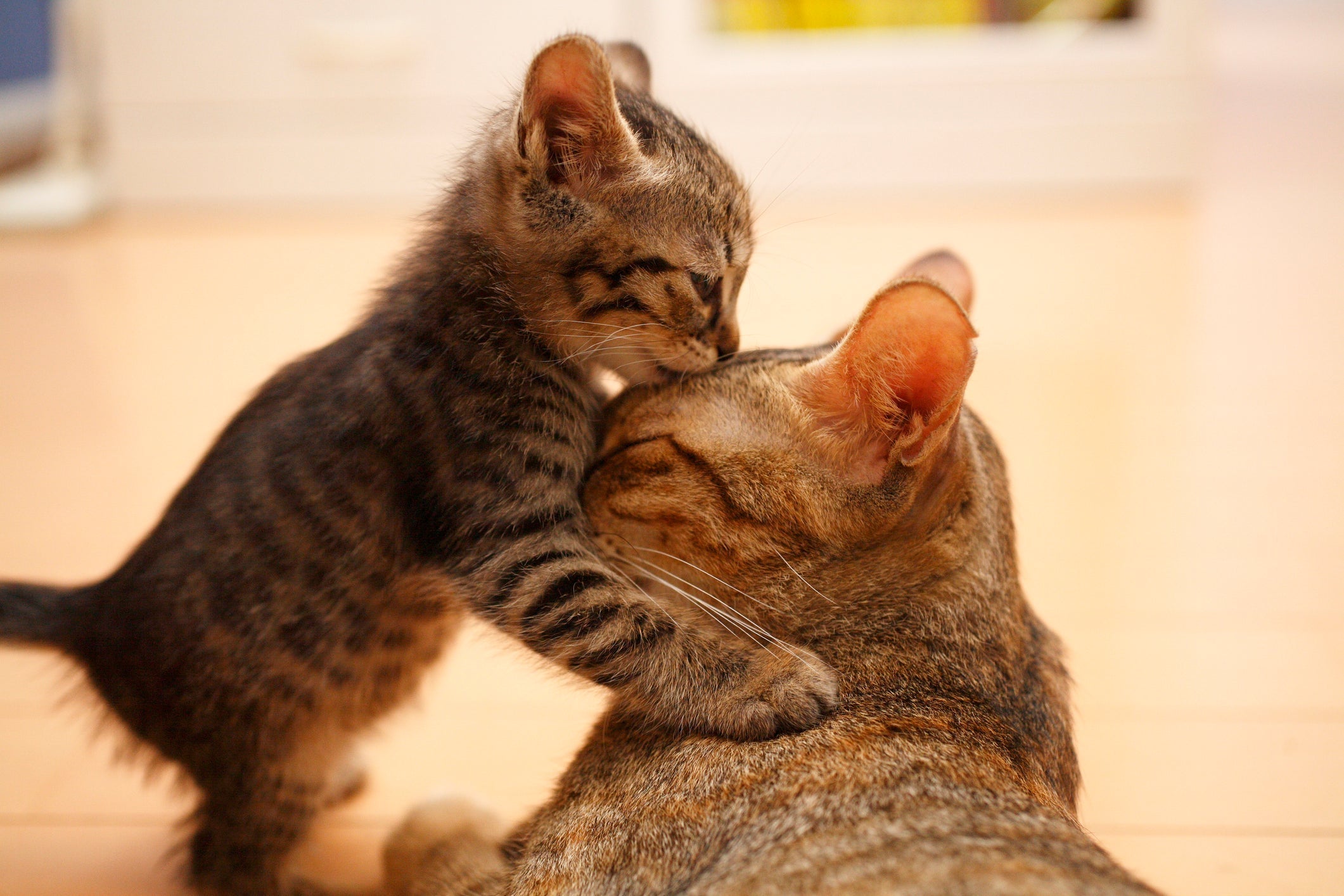 O filhote de gato só pode ser separado da ninhada após alguns meses