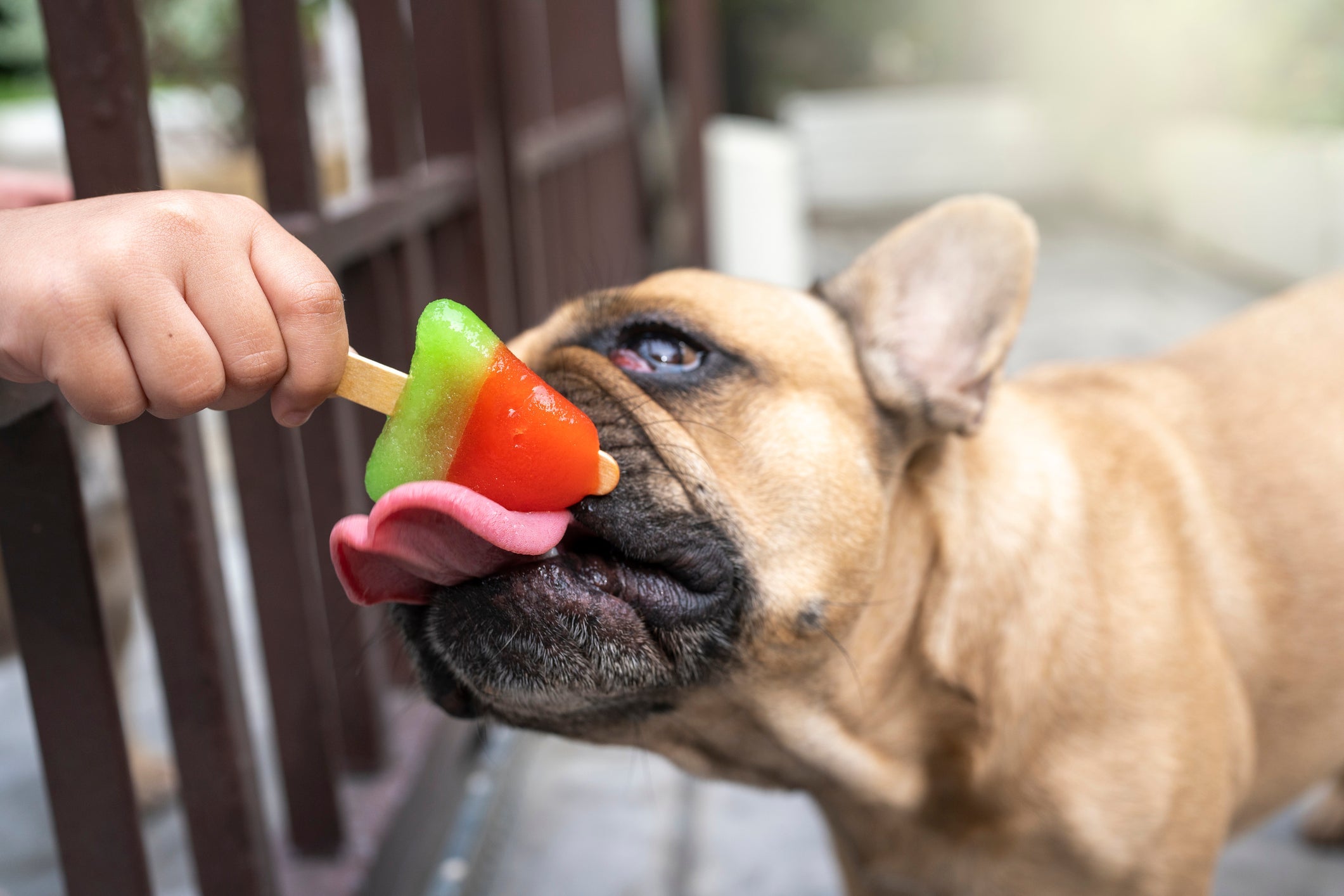 As frutas para cachorro são repletas de benefícios para o organismo animal