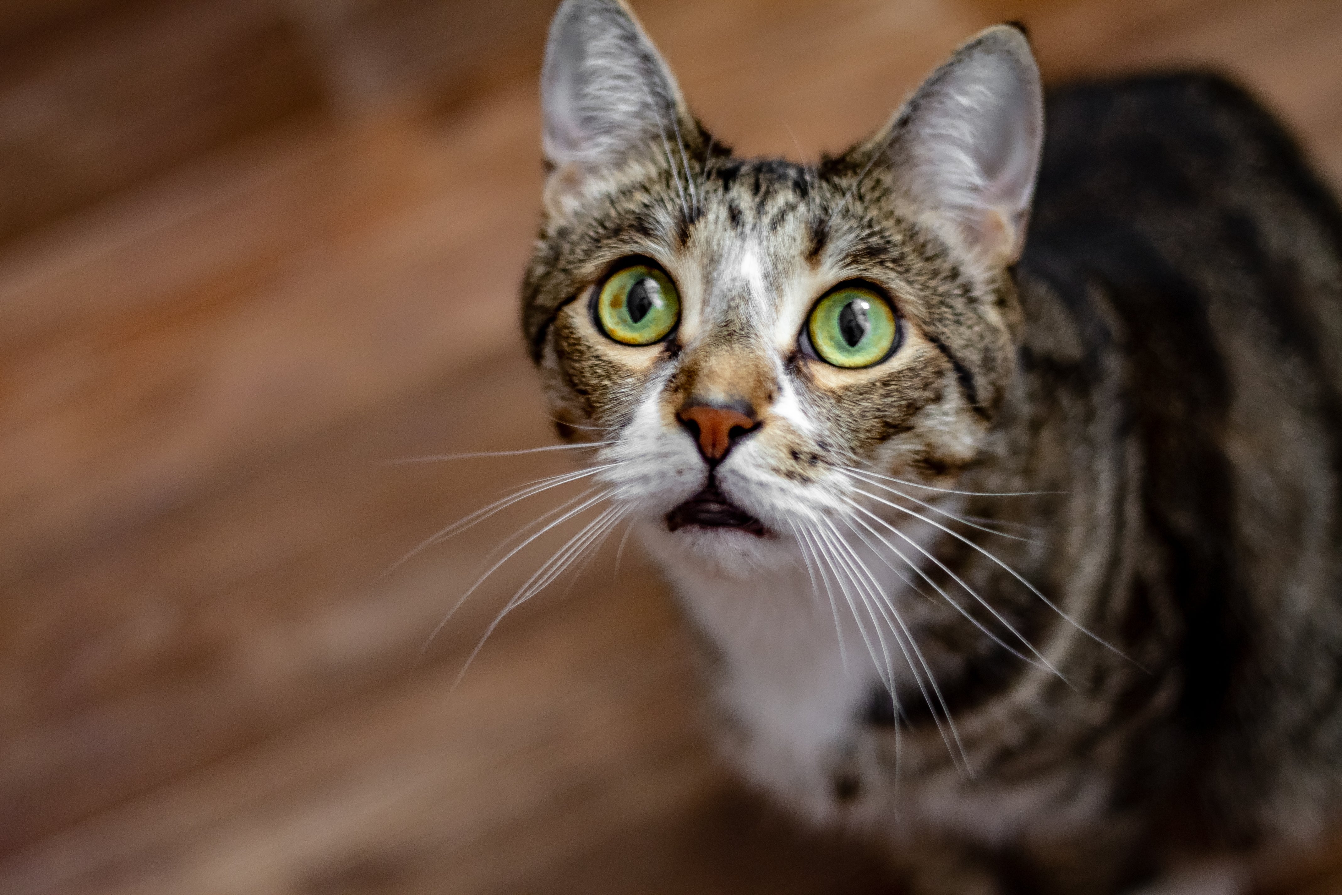 Algumas crenças sobre gatos precisam ser desmistificadas 