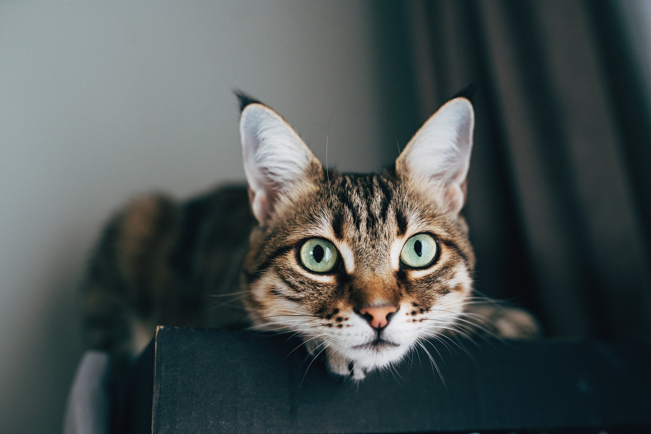 Os gatos têm uma incrível capacidade de linguagem corporal
