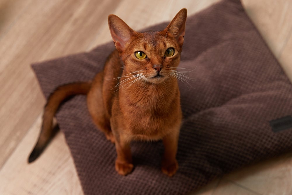Confira quais são as raças de gato mais fáceis de serem adestradas 