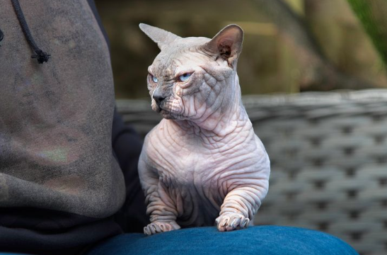 O gato Bully XL tem uma aparência intimidante e um corpo incrivelmente musculoso (Créditos: Instagram/@bullycatsuk)